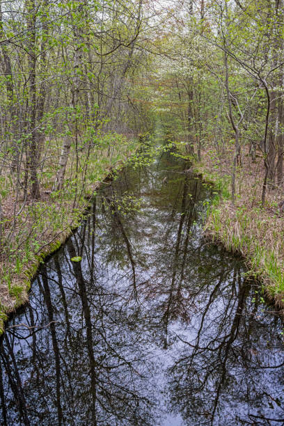 istock Ditch in a wetland 1318156622