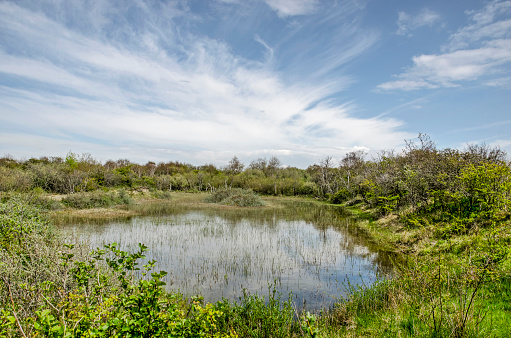 Tranquil landscape scene with a shallow pond under a sky with cirrus clouds in the dunes near Rockanje on the island of Voorne, The Netherlands on a sunny day in springtime