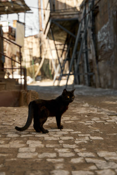 istock A stray black cat walks in the alley 1318157384