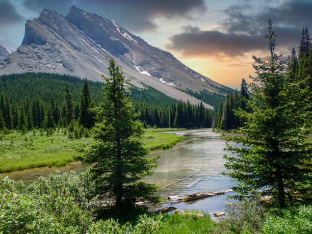 istock river in the forest at summer in canada 1318157529