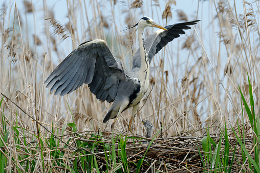 Gray heron at nest