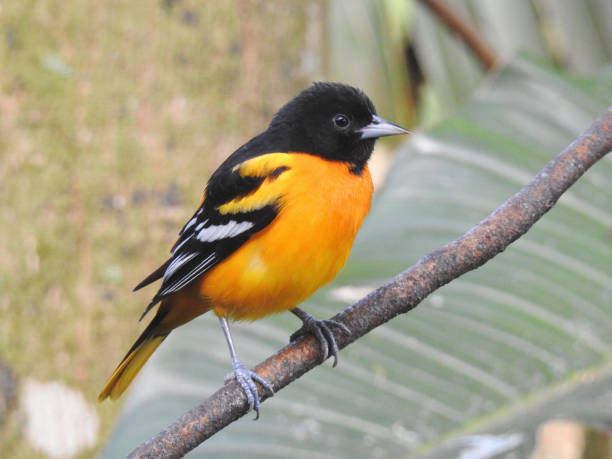 istock Northern Baltimore Oriole 1 1318159226