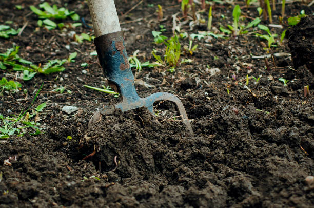 istock digging with pitchfork in the garden or allotment 1318161035