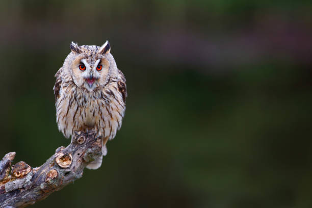 istock Beautiful long-eared owl in the forest 1318161345