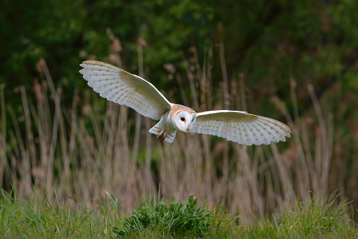 Barn owl (Tyto alba) flying in Noord Brabant in the Netherlands.