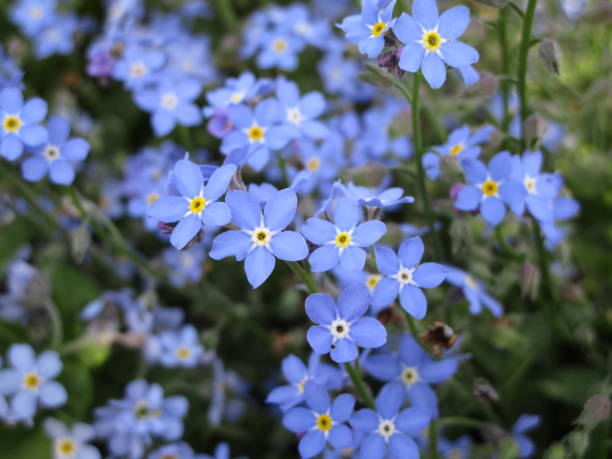 istock Bright Sweet Pretty Blue Forget-Me-Not Flowers Springtime May 2021 1318162033