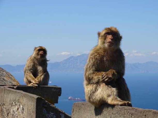 istock Apes on the Rock of Gibraltar 1318162268