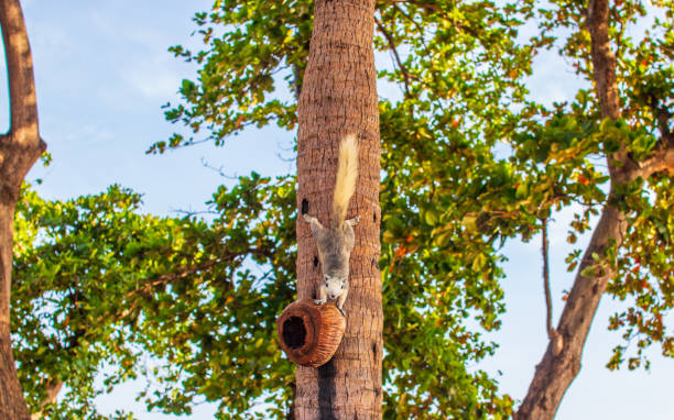 istock A Thai Squirrel at a tree in Thailand Asia 1318162271