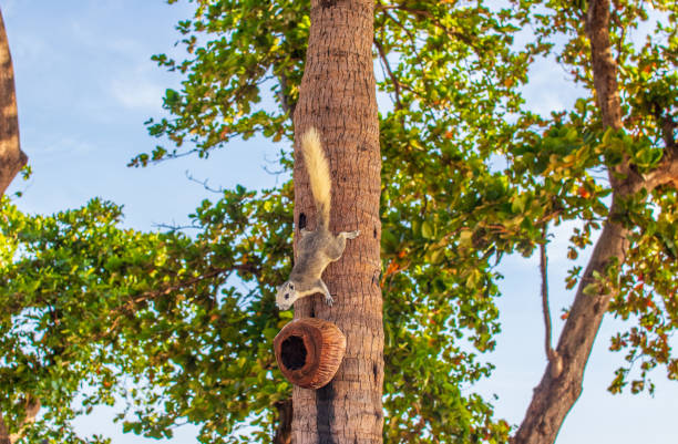 istock A Thai Squirrel at a tree in Thailand Asia 1318162272