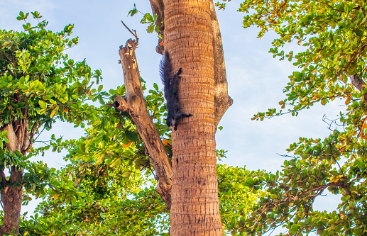 A Thai Squirrel climbs  up at a tree in Thailand Southeast Asia