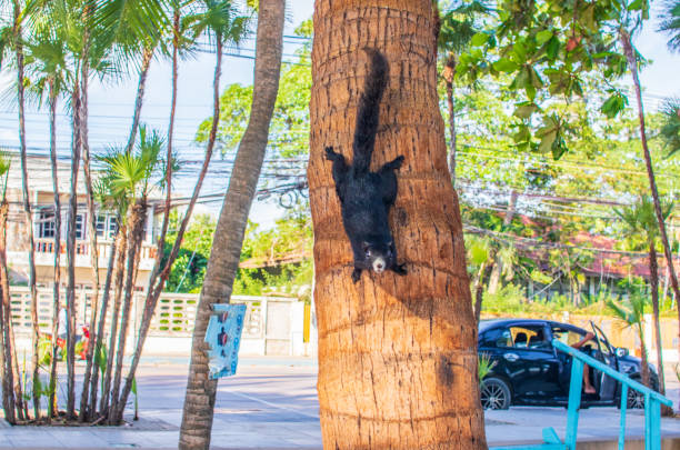 A Thai Squirrel at a tree in Thailand Asia