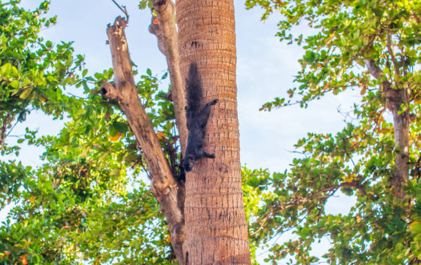 istock A Thai Squirrel at a tree in Thailand Asia 1318162362