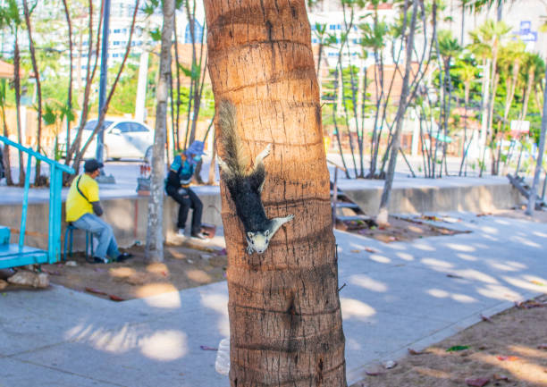 A Thai Squirrel at a tree in Thailand Asia
