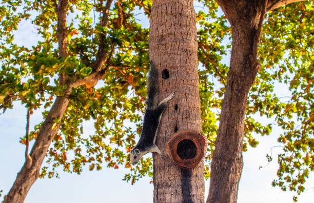 istock A Thai Squirrel at a tree in Thailand Asia 1318162384
