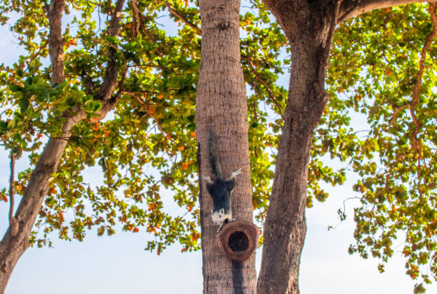 istock A Thai Squirrel at a tree in Thailand Asia 1318162423