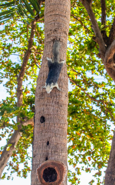 A Thai Squirrel at a tree in Thailand Asia