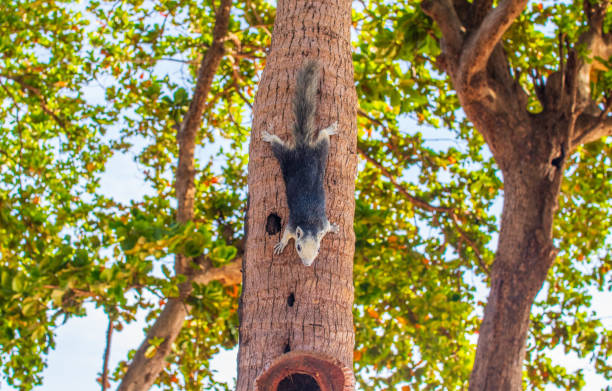 istock A Thai Squirrel at a tree in Thailand Asia 1318162432