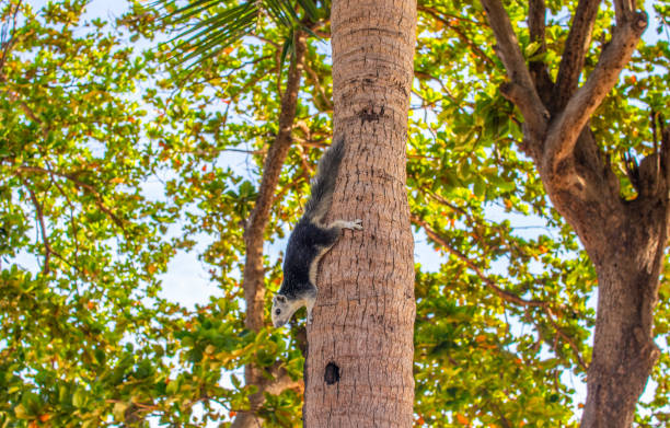 A Thai Squirrel at a tree in Thailand Asia
