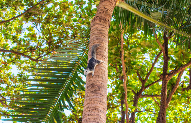A Thai Squirrel at a tree in Thailand Asia