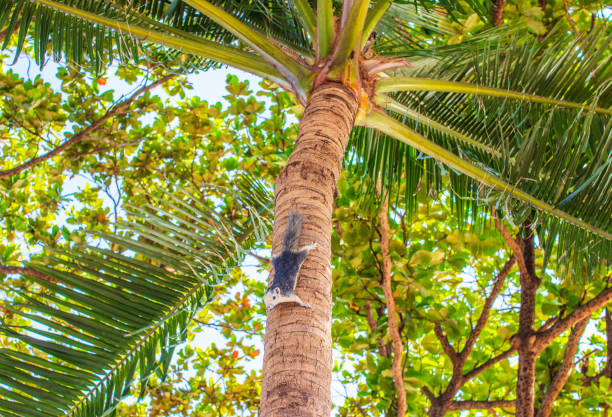 A Thai Squirrel at a tree in Thailand Asia