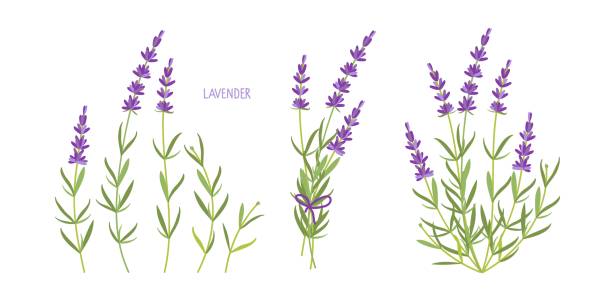 ilustraciones, imágenes clip art, dibujos animados e iconos de stock de conjunto de plantas de lavanda. vector de hierba plana lavanda. colección de flores de lavanda aislada. para etiqueta, embalaje, tarjeta. curación y cosméticos hierba. planta medicinal. para productos naturales y orgánicos - lavender lavender coloured bouquet flower