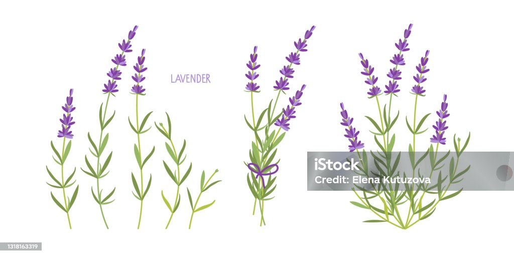Lavender Plant Set Vector Flat Grass Lavender Lavender Flowers Collection  Isolated For Label Packaging Card Healing And Cosmetics Herb Medical Plant  For Natural And Organic Products Stock Illustration - Download Image Now -