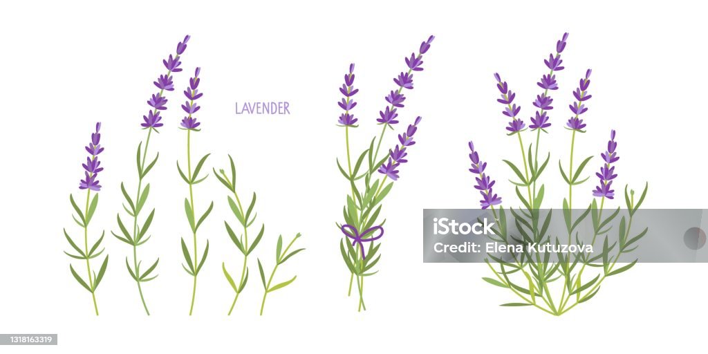 Lavender Plant Set Vector Flat Grass Lavender Lavender Flowers Collection Isolated For Label Packaging Card Healing And Cosmetics Herb Medical Plant For Natural And Organic Products Stock Illustration - Download Image Now - Lavender Plant Set Vector Flat Grass Lavender Lavender Flowers Collection Isolated For Label Packaging Card Healing And Cosmetics Herb Medical Plant For Natural And Organic Products Stock Illustration - Download Image Now -