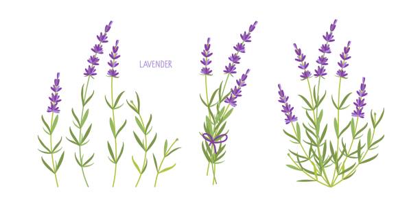 Lavender plant set. Vector flat grass lavender. Lavender flowers collection isolated. For label, packaging, card. Healing and cosmetics herb. Medical plant. For natural and organic products Lavender plant set. Vector flat grass lavender. Lavender flowers collection isolated. For label, packaging, card. Healing and cosmetics herb. Medical plant. For natural and organic products. lavender plant stock illustrations