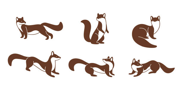 animal Cartoon marten. Cute animal character in different poses. Flat vector illustration for prints, clothing, packaging, stickers. sable stock illustrations