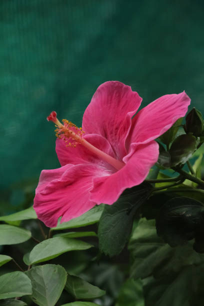 flor de hibisco - hibiscus single flower flower red - fotografias e filmes do acervo