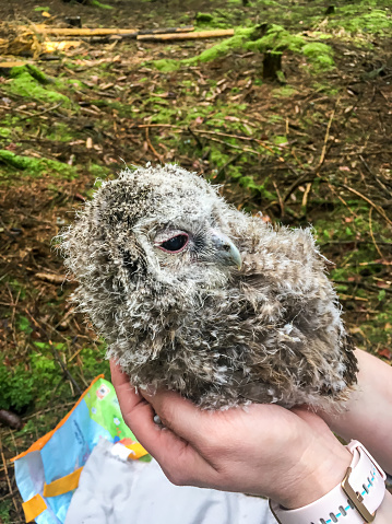 A young tawny owl released into the wild