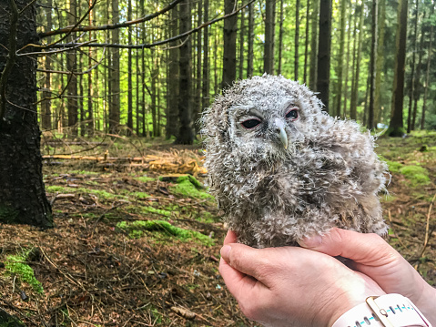 Release of a young tawny owl in the forest