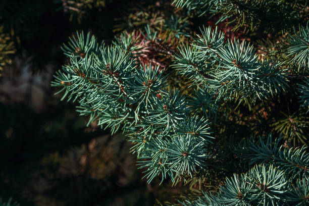 istock Spruce tree branch with green needles nature background 1318167925