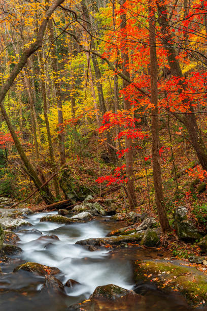 istock Smith Creek flowing from Anna Ruby Falls, Georgia, USA 1318168860