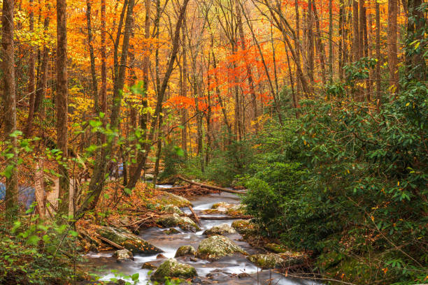 istock Smith Creek flowing from Anna Ruby Falls, Georgia, USA 1318168909