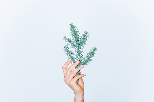 Woman hand holding branch of christmas tree on white background