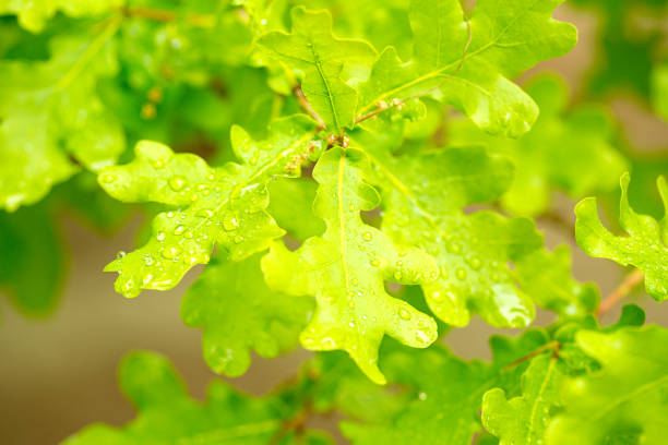 istock Green, juicy, maple leaves. Spring background. Macro 1318170188