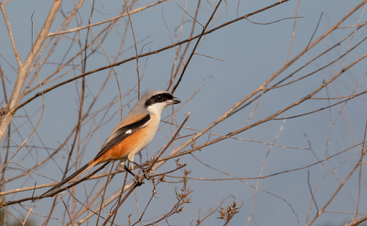 Long tailed shrike bird perched on tree branch