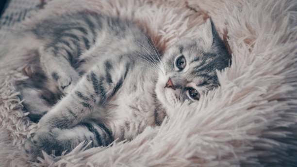 istock Cute Scottish cat, three month old kitten 1318174603