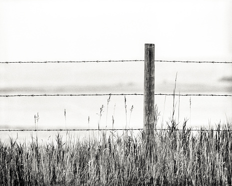 Fence and wheat field in rural Alberta, Canada