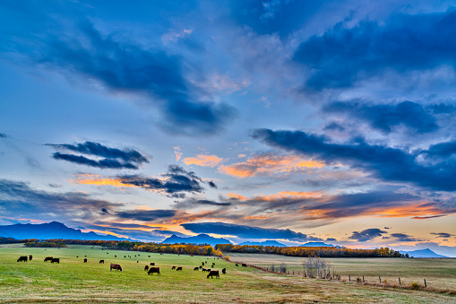Cattle ranch at sunset in Rural Alberta Canada