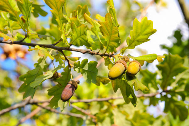 bellotas de otoño en un roble pedunculado (quercus robur) - oak leaf oak tree acorn season fotografías e imágenes de stock