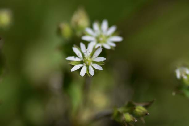 istock Stellaria aquatica flowers. 1318177757