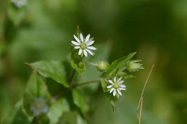 istock Stellaria aquatica flowers. 1318177758