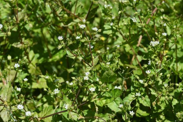 istock Stellaria aquatica flowers. 1318177767