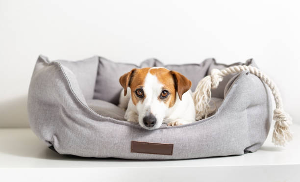 Portrait of a dog jack russell terrier lying in a pet bed and looking at camera. Portrait of a dog jack russell terrier lying in a gray pet bed and looking at camera on a light background. Eco-friendly pet products, pet shop. Love and care for pets, healthy, veterinary medicine. dog bed stock pictures, royalty-free photos & images