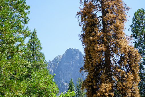 Shot of the Sentinel Dome in Yosemite in California