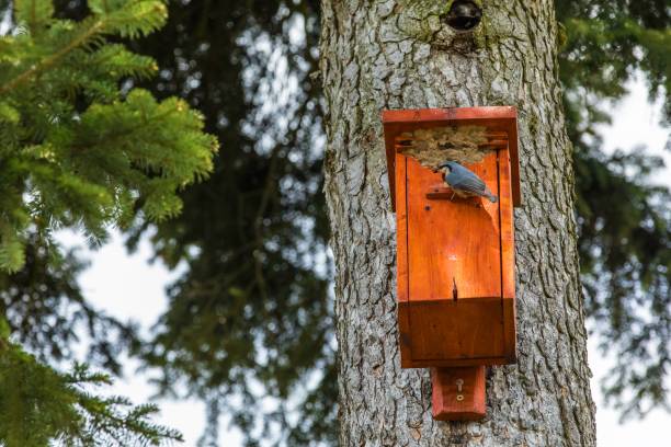 istock The Eurasian nuthatch or wood nuthatch (Sitta europaea) is a small passerine bird with blue back and orange lower part of body. white head with black mask 1318180057