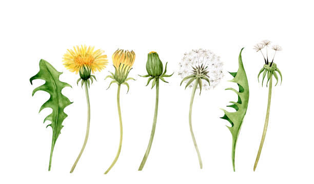 satz von aquarell-illustrationen von gelben wiesenblumen löwenzahn und grünen blättern auf weißem hintergrund. handbemalt für design und einladungen. - dandelion wildflower field flower stock-grafiken, -clipart, -cartoons und -symbole