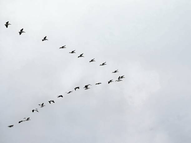 istock American White Pelican in V Formation 1318180808